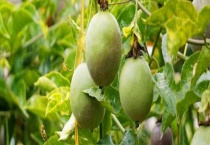 百香果突然枯萎是为什么？