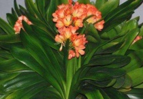 君子兰六月开花正常吗？