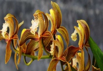 虎头兰与大花蕙兰区别？