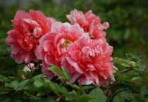 牡丹是哪个市的市花