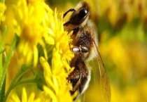 中蜂弱群怎样养成强群 强群是获得高产的基础