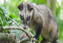 提高果子狸繁殖力的方法 怎样提高幼狸的成活率