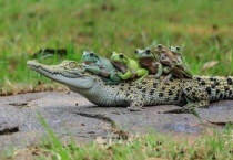 鳄鱼喜欢吃什么？