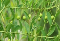 草珠子与薏米有什么不同 从结构、个头、味道、营养成分等方面来区分