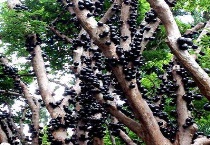 嘉保果用什么才能结果