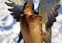肉鸭饲料配制原则 附肉鸭的消化生理特征和营养需要特征