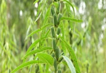 芝麻传播种子靠什么 芝麻该怎么种