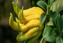 佛手花与佛手有什么不同 生长习性有哪些？