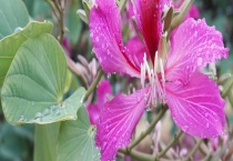 紫荆花能放室内吗？