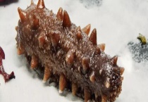 海参能不能生吃 该怎么吃