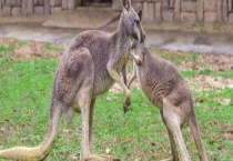 袋鼠繁殖一次能生几个