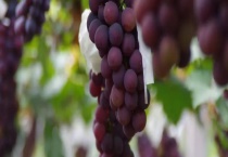 马陆葡萄的成熟时间 哪个品种比较好吃