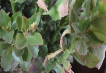 长寿花叶子卷曲怎么回事