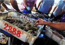 皮皮虾吃什么？