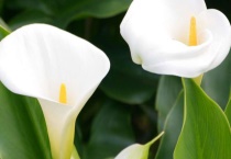 滴水观音与海芋的区别？