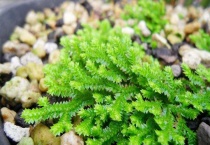 翠云草的养殖多久？