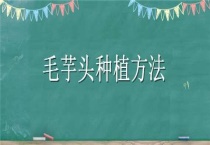 毛芋头种植多久？