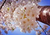 玉渊潭樱花几月开