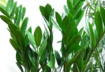 金钱树怎么修剪 从以下四个方面入手