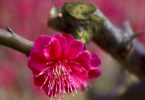 宫墙粉和朱砂梅的区别？