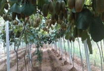 猕猴桃嫁接树种的选择 在什么时间点嫁接 怎样嫁接