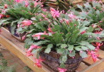 怎么样使蟹爪兰长花蕾