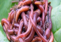 现在红虫大概多少钱一斤？和蚯蚓的四大区别？