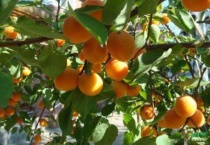 杏树开花打什么药保果