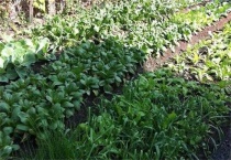 开春种植蔬菜要注意什么？