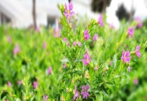 满天星叶子发黄干枯怎么办 原因是什么？