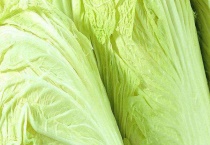 白菜根肿病的危害和防治方法 注意要将种子消毒