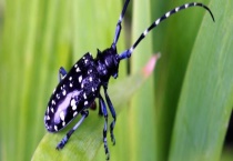 天牛是昆虫吗？会飞吗？