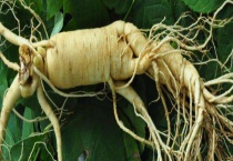 草参和人参有什么不同 附人参的形态特征