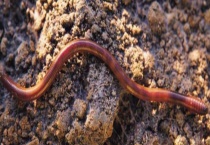 蚯蚓的过冬方法 蚯蚓有哪些生活习性