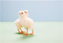 小鸡仔怎么分公母