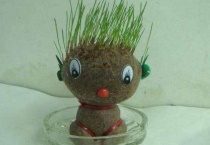 草头娃娃怎么种植