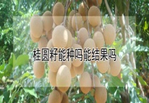 桂圆籽能种吗能结果吗？