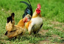 鸡为什么吃沙子