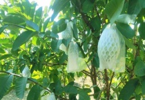 芭乐和番石榴的区别？