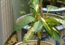 植物叶子白化是什么原因？