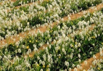 蒲公英特点有哪些 蒲公英虽常见但不普通