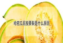 哈密瓜屁股要裂是什么原因？
