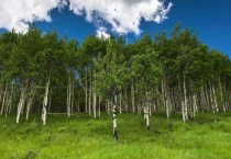 桦树是四季常青吗？