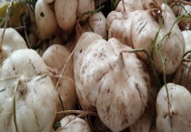 土瓜可不可以生吃 土瓜的种类有哪些？