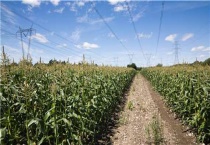 玉米长虫怎么多久？