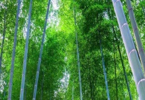 毛竹是什么植物？生长习性是什么？