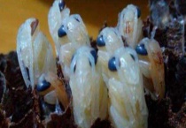 欧洲幼虫腐臭病的防治方法 发病初期及时更换掉老蜂王