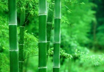 竹子掉虫粉怎多久？