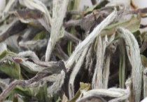白茶种类有哪些 不同种类各具特点