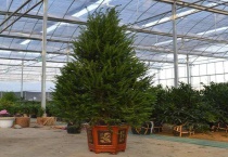 栽红豆杉用什么盆